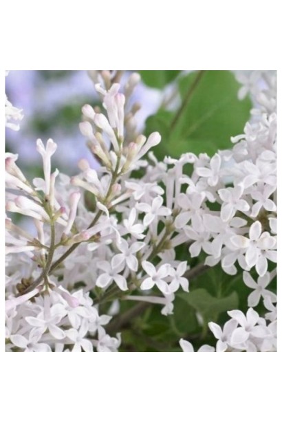 Бузок Флауерфеста Вайт